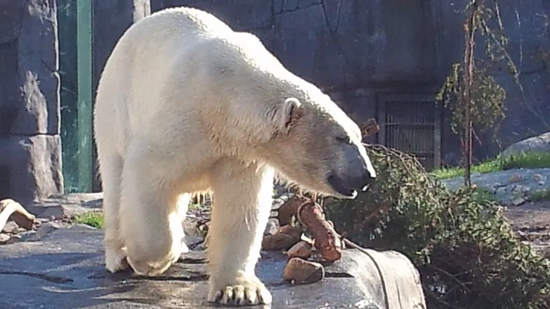 Eisbären Zoo Kopenhagen - Unterwassertunnel