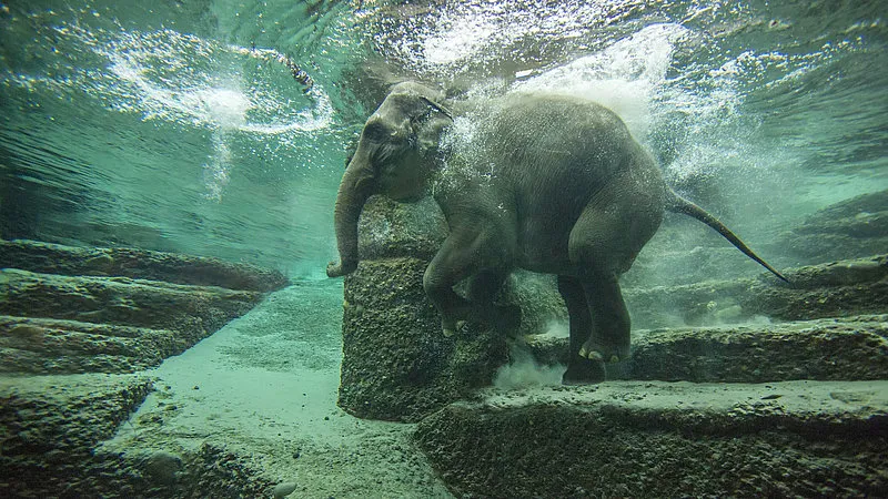 Elefantenpark Zoo Zürich - Kaeng Krachan